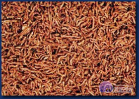 FD Bloodworms FD Bloodworms