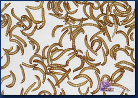 FD Mealworms FD Mealworms