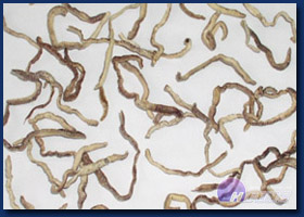 FD Earthworms FD Earthworms