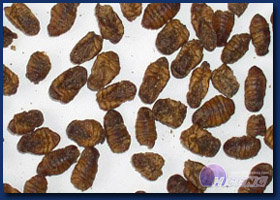 SD Silk Worm Pupa